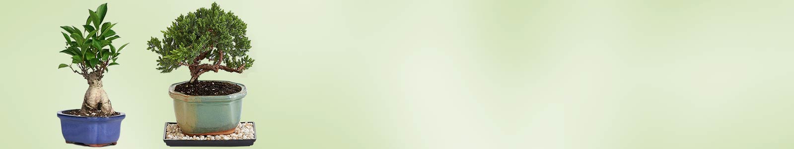Send Valentine's day Plants Online Send Valentine's day Plants Online